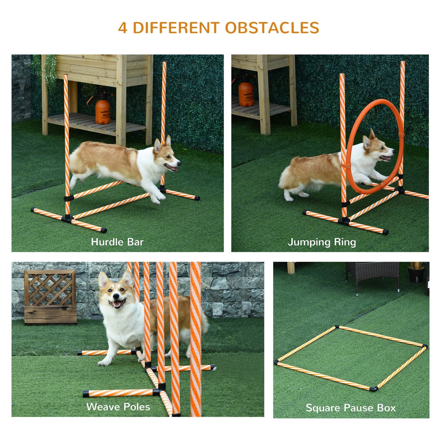 Dog jumping through agility ring - obedience training